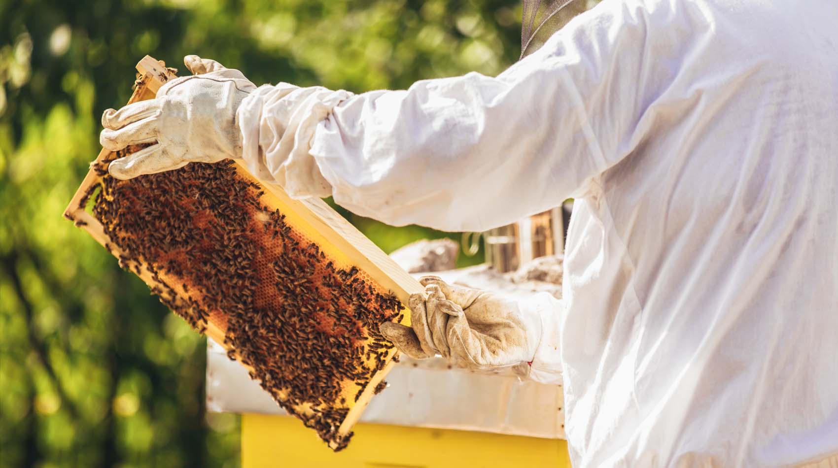 Tienda online de miel natural venta productos de temporada 30 años de tradición apícola en Ayora