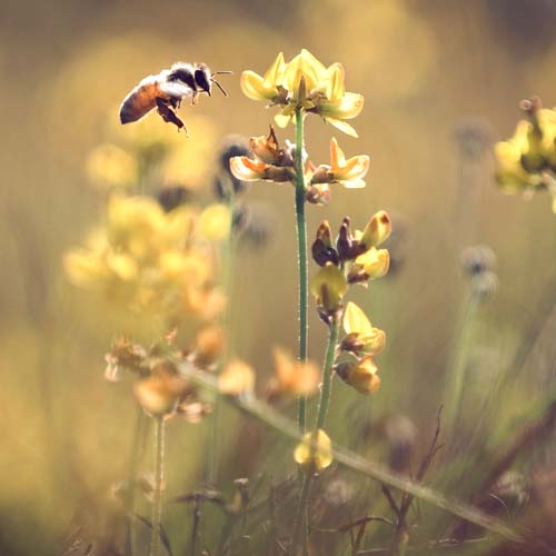 Tienda online de miel natural venta productos de temporada